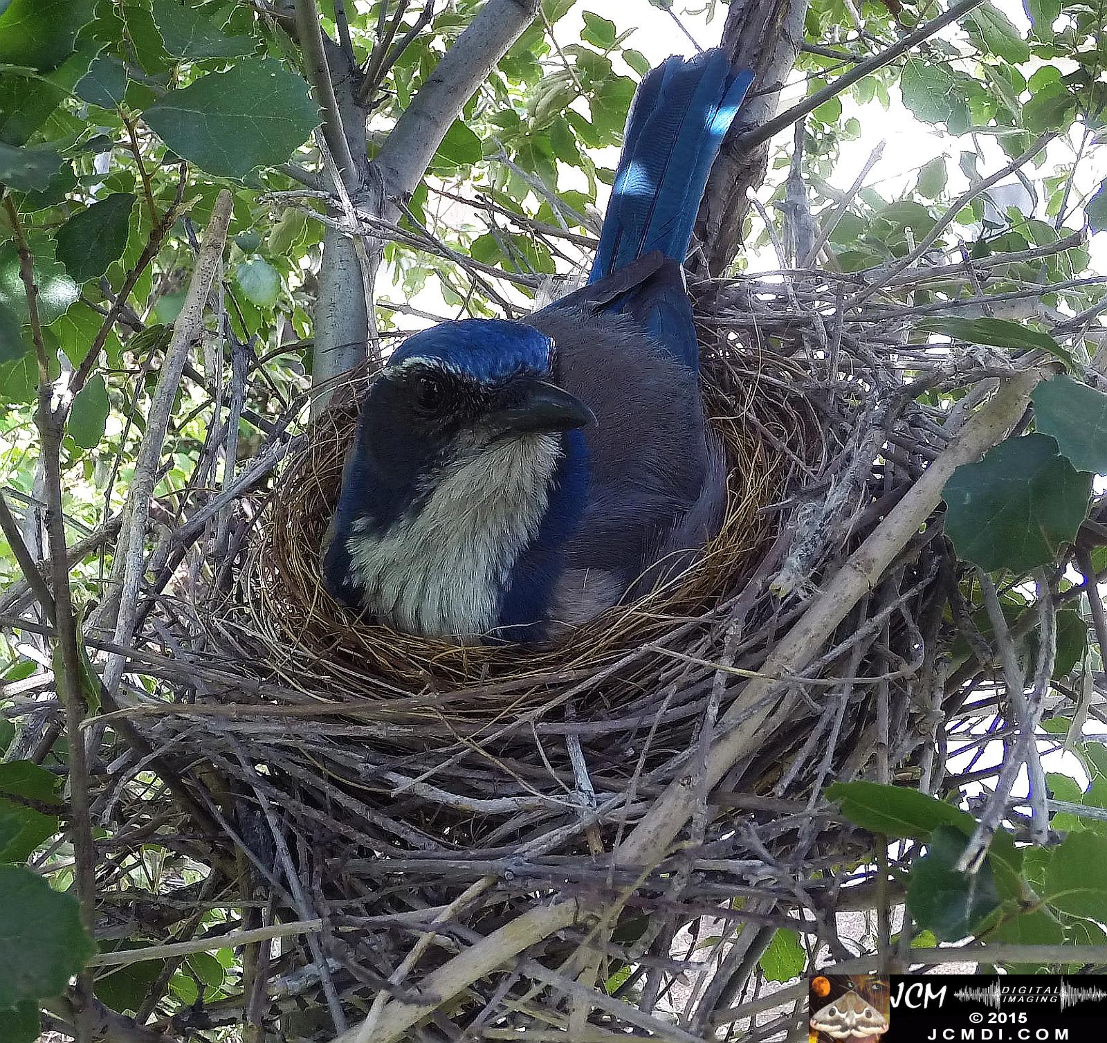 Scrub jay Nest in Santa Clarita, Ca jcmdi.com